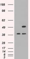 CD4 Antibody (clone OTI9C1)