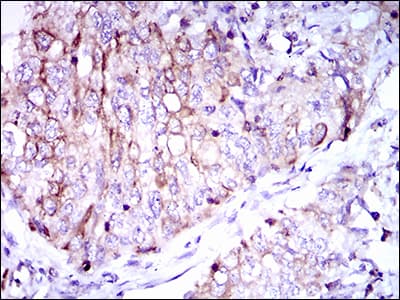 Monoclonal Mouse anti-Human CD7 Antibody (clone 4D4F8, aa72-175, IHC, WB)