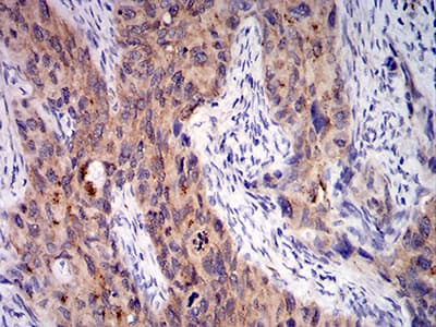 Complement C1QA Antibody (clone 1C7G3)