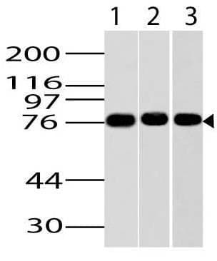 Monoclonal Mouse anti-Mouse IKBKE / IKKI / IKKE Antibody (IHC, WB)