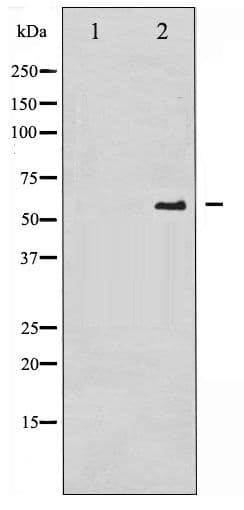 CDC25A Antibody (phospho-Ser75)