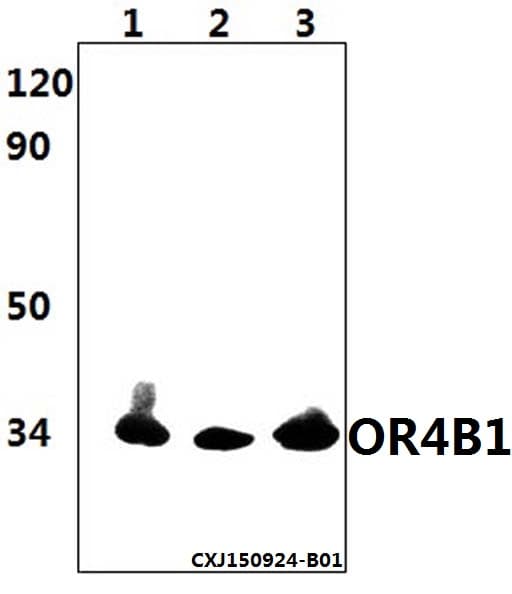 OR4B1 Antibody