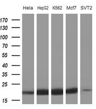 NDUFB11 Antibody (aa30-163, clone OTI5B4, Carrier-free)