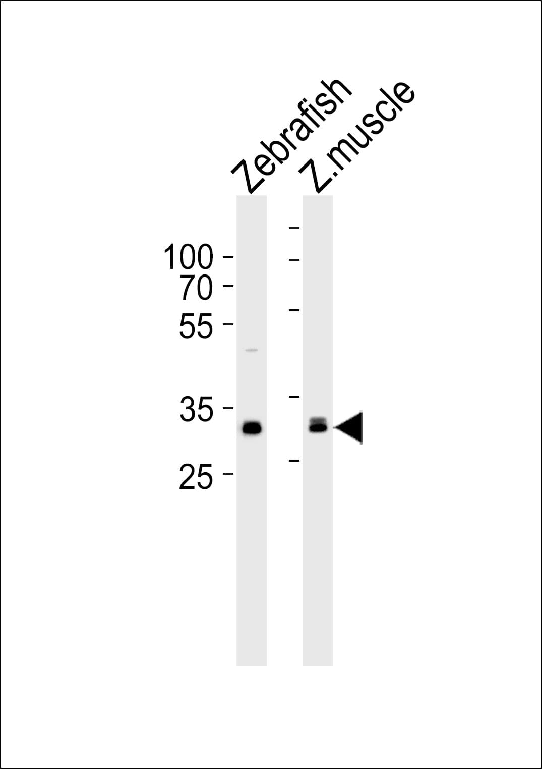 AFMID Antibody (aa3-36)