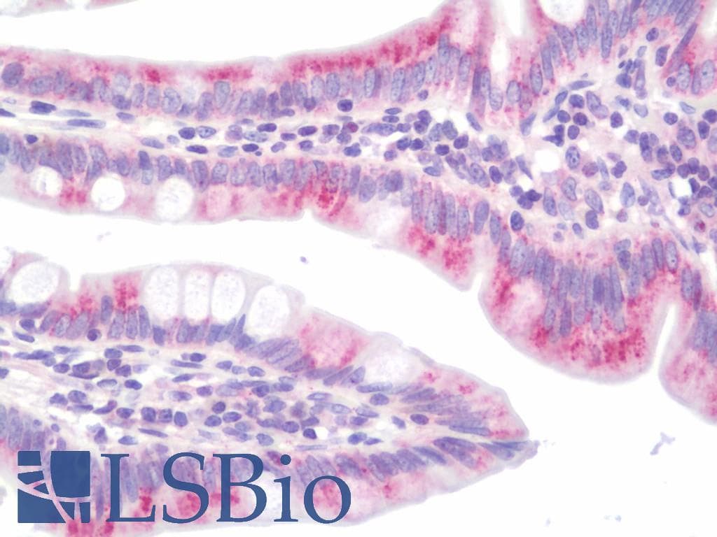 IHC-plus™ DAB1 Antibody (aa201-250)