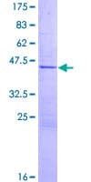 Human N4BP2L1 Protein (Recombinant GST)