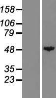 CPA1 / Carboxypeptidase A Protein (Over-Expression Lysate Myc-DDK (Flag))