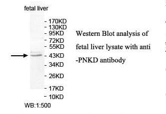 PNKD Antibody (aa164-342)