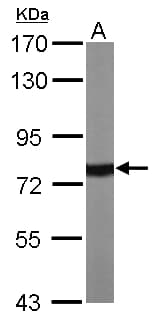 HSP70 / Heat Shock Protein 70 Antibody (aa308-569)