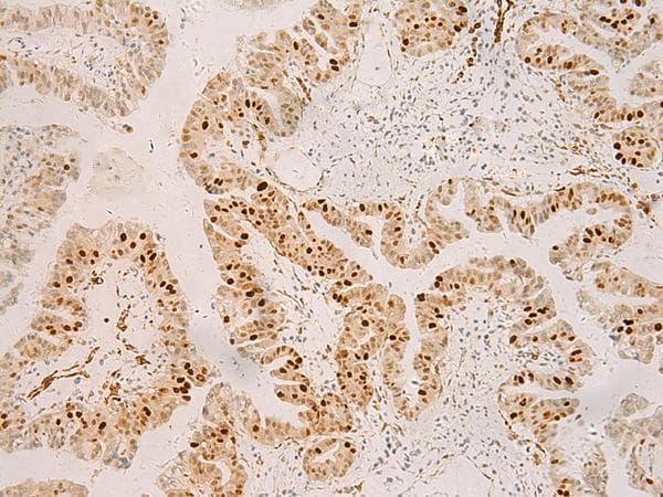 RFX6 Antibody