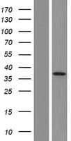 MYO19 / Myosin XIX Protein (Over-Expression Lysate Myc-DDK (Flag))