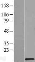 RPS27L Protein (Over-Expression Lysate Myc-DDK (Flag))