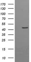 BBOX1 / BBOX Antibody (clone OTI1E11)