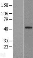 Human DDB2 Protein (Over-Expression Lysate Myc-DDK (Flag))