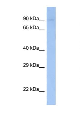 FES Antibody (aa28-77)