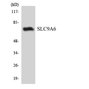 SLC9A6 Antibody (aa543-592)