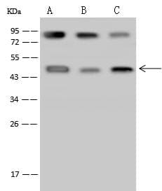 PCYT1A / CCT Alpha Antibody
