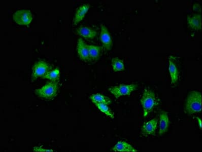 HTR3A / 5-HT3A Receptor Antibody