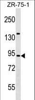 Polyclonal Rabbit anti-Human TRAF3IP1 Antibody (aa396-423, WB)