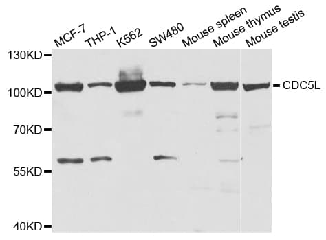 CDC5 / CDC5L Antibody