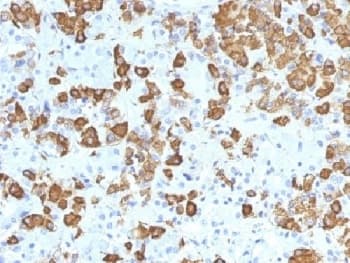 Monoclonal Mouse anti-Human GH / Growth Hormone Antibody (clone GH/1371, Azide-free,BSA-free, IHC, IF)