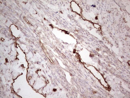 PROCR / EPCR Antibody (aa1-210, clone OTI5A8, Carrier-free)