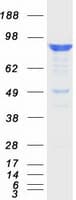 Human APBB1 / FE65 Protein (Recombinant Myc-DDK (Flag))