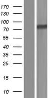 CBFA2T3 Protein (Over-Expression Lysate Myc-DDK (Flag))