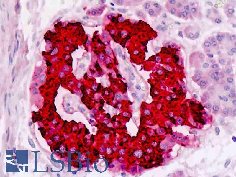 IHC-plus™ Insulin Antibody (clone E2E3)