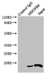 Polyclonal Rabbit anti-Human NDUFB6 Antibody