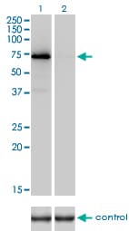 F2 / Prothrombin / Thrombin Antibody (clone 1B7)