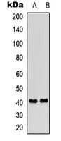 Polyclonal Rabbit anti-Human PTGIR / IP Receptor Antibody (Internal, IF, WB)