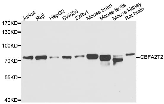 IHC-plus™ CBFA2T2 / MTGR1 Antibody