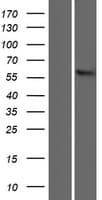 SLC22A13 Protein (Over-Expression Lysate Myc-DDK (Flag))