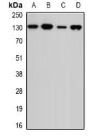 USP7 / HAUSP Antibody
