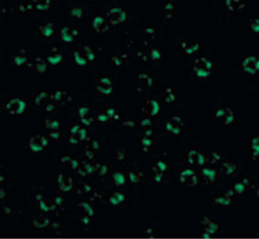 IHC-plus™ Polyclonal Rabbit anti-Human RICK / RIP2 Antibody (IHC, IF, WB)