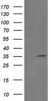 RFC2 / RFC40 Antibody (clone OTI2B2)