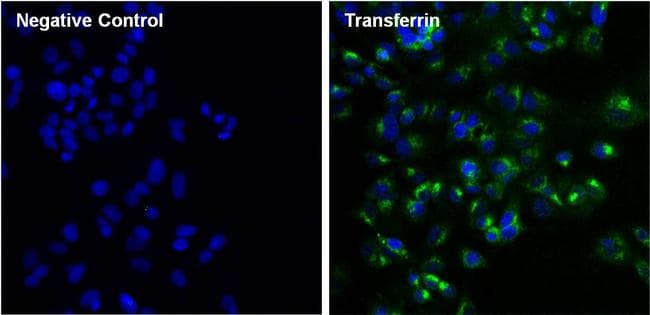 TF / Transferrin Antibody (clone F2H8G6)