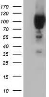 BCAP / PIK3AP1 Antibody (clone OTI6H6)
