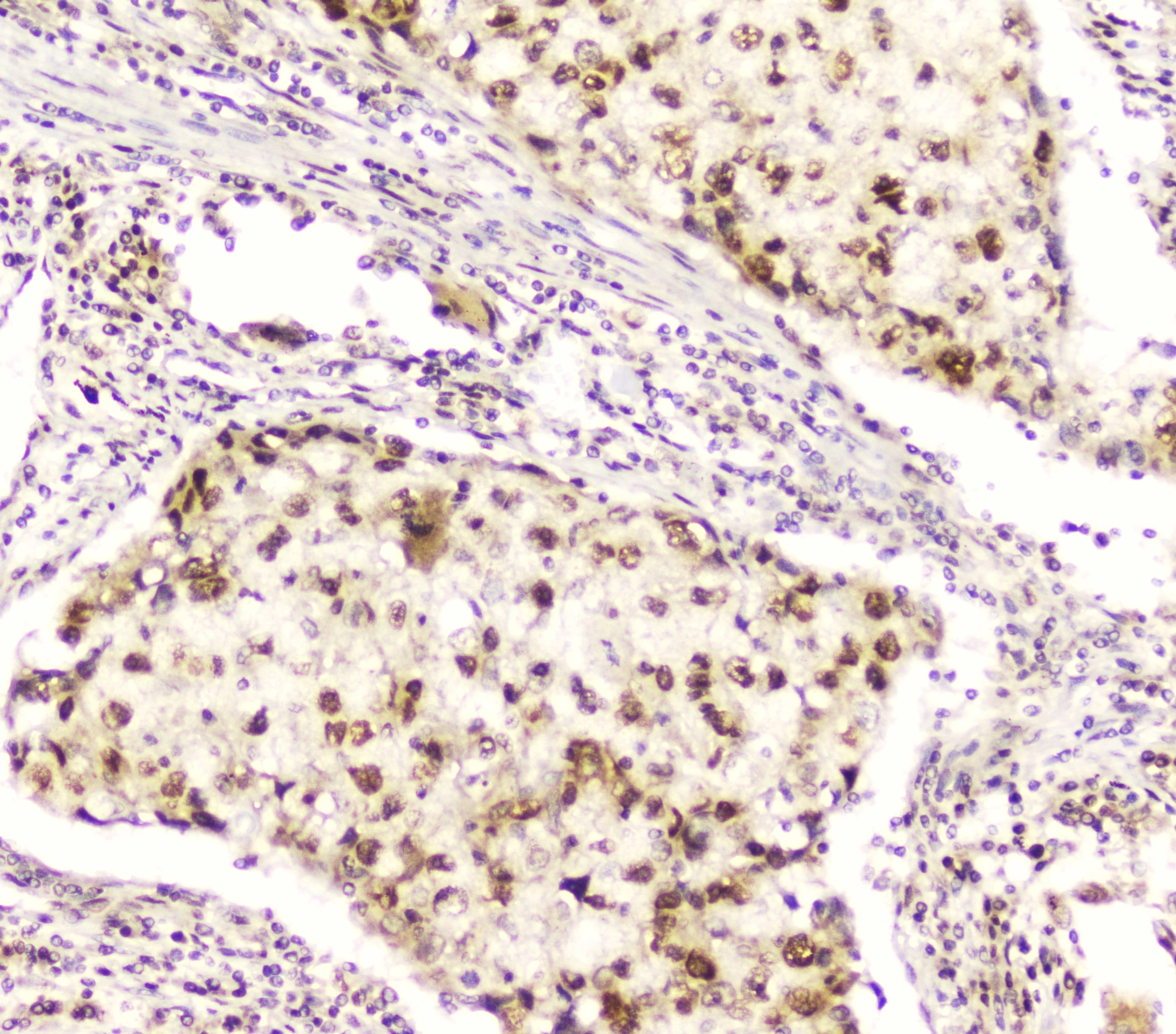 DDT / Dopamine Tautomerase Antibody
