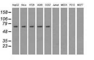 SNX9 / WISP Antibody (clone OTI2G4)