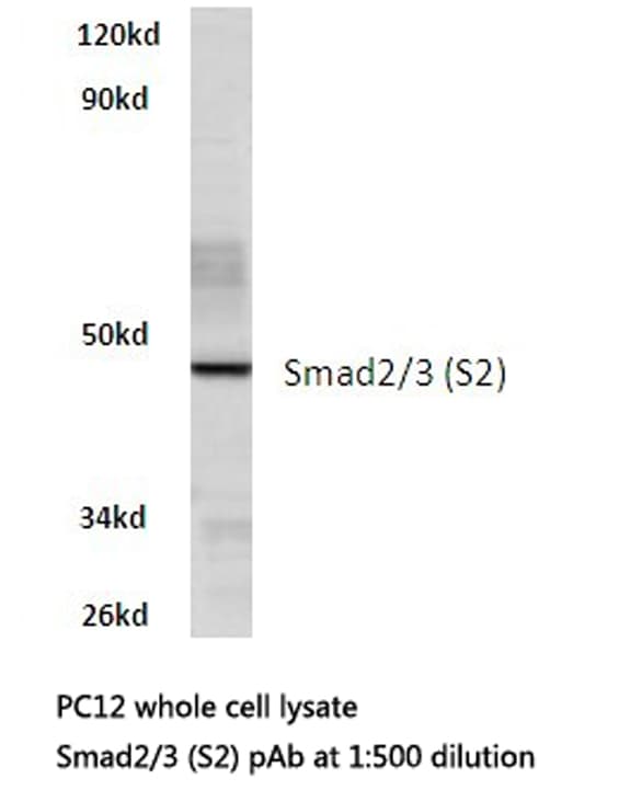 SMAD2+3 Antibody (Ser2)