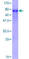 Human ZNF597 Protein (Recombinant GST)