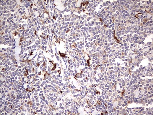 TRIM27 Antibody (clone OTI4D4)