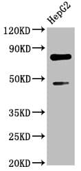 DVL2 / Dishevelled 2 Antibody (aa1-240)