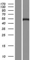C19orf35 Protein (Over-Expression Lysate Myc-DDK (Flag))