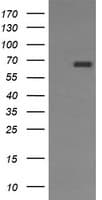 PathPlus™ CD105 Antibody (clone 8A1)