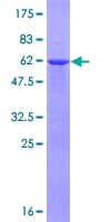 Human TRIM40 Protein (Recombinant GST)