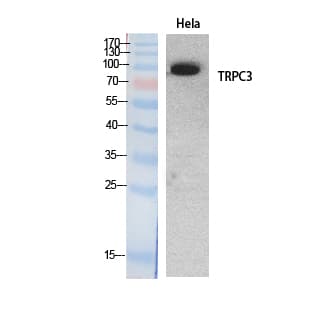TRPC3 Antibody