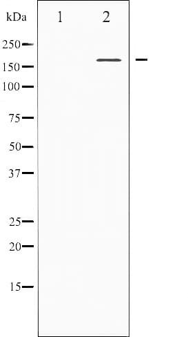 Polyclonal Rabbit anti-Human MED1 / TRAP220 Antibody (phospho-Thr1457, IHC, IF, WB)